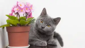 Nu ține aceste plante în casă! Devine toxice în sezonul cald. Sunt un pericol pentru tine și animalele de companie