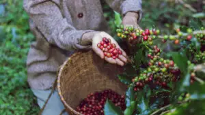 Obligatoriu de la 1 iunie: Agricultorii din Republica Moldova sunt obligați să înregistreze zilierii într-o platformă digitală