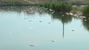 Dezastru ecologic pe Lacul Corbu. Aproape 20 de tone de pește au murit, iar autoritățile caută cauza