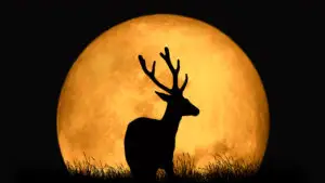 Luna Cerbului apare pe cerul României. La ce oră poate fi observat fenomenul astronomic și ce superstiții îl însoțesc