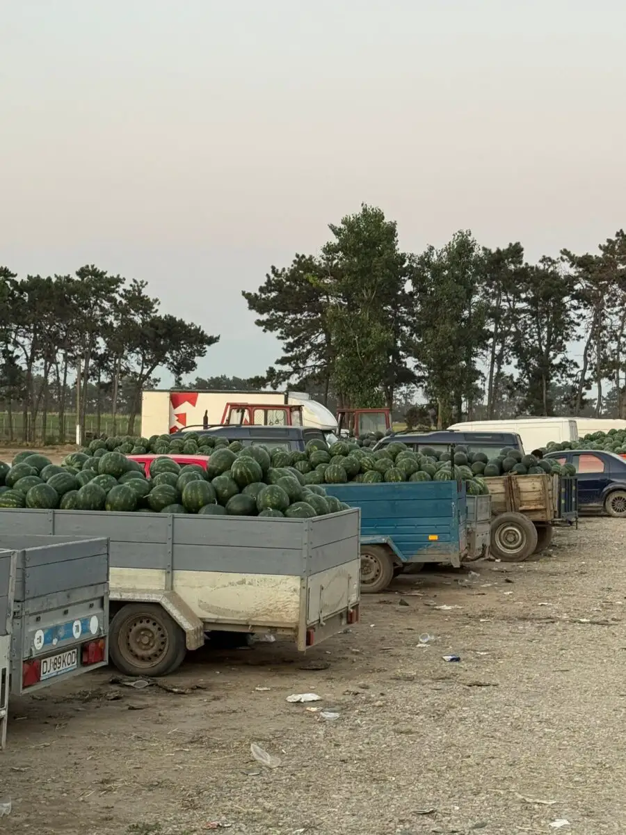 Pepeni de Dăbuleni