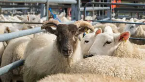 ANSVSA instituie carantină de 30 de zile pentru ovine și caprine și suspendă transporturile la nivel național