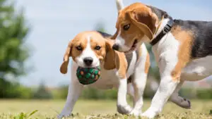 Un obicei zilnic poate prelungi viața câinelui cu până la trei ani. Veterinarii ne explică ce contează cu adevărat