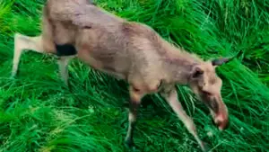 Elanul revine în România după peste două secole. Primele exemplare s-au adaptat noului habitat din Neamț