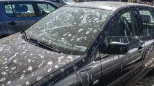 Cum îndepărtezi excrementele de păsări întărite de pe mașină? Soluția ieftină pe care puțini șoferi o știu