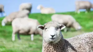 Exporturile de carne de oaie riscă să fie blocate până la trei ani în cazul vaccinării în masă, avertizează industria