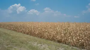 Ajutor pentru fermierii afectați de seceta din 2025. MADR pregătește despăgubiri de până la 333 de lei pe hectar