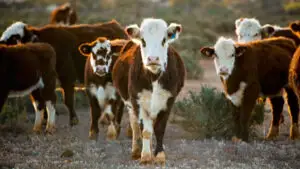 Noi ajutoare pentru fermieri: crescătorii de suine și bovine primesc sprijin, iar ovinele sunt următoarele pe listă