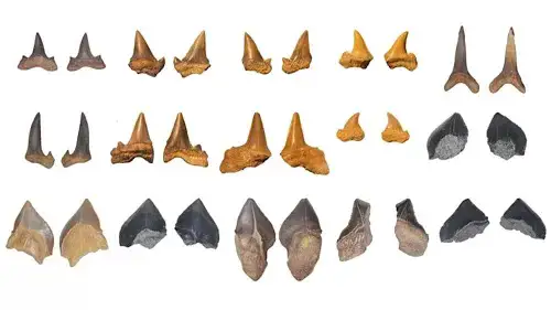 Cei 14 dinți fosilizați aparțineau unui număr de cinci specii. Yassin și colab., Cretaceous Research, 2026