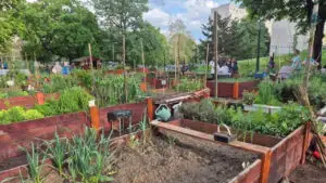 Terenurile dintre blocuri se transformă în grădini cu legume și flori. Primăria plătește amenajarea, dar pune o condiție locatarilor