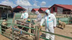 Alertă în Tulcea. Patru focare de variolă ovină și caprină. Peste 355.000 de animale, monitorizate de autorități