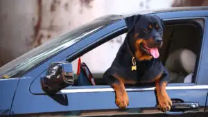 Cum călătorești legal cu animalul de companie în România? Amenzile ajung până la 4.050 de lei