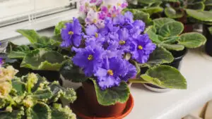 Cum se îngrijesc plantele de apartament la sfârșitul verii? Greșelile care le pot distruge