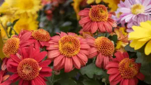 Cum se îngrijesc corect florile de grădină toamna? Ce trebuie să faci cu trandafirii, mușcatele și celelalte plante