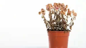 Cum îngrijim corect plantele de apartament toamna? Greșelile pe care le fac zeci de români