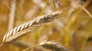 România, în fața unei oportunități uriașe. Importatorii de grâu caută alternative la cerealele din Ucraina și Rusia