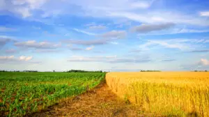 Prețurile grâului și porumbului au atins maximele ultimilor trei ani. Ce se întâmplă pe piața cerealelor