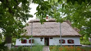 Ai nuc în curte? Atenție, nu-l poți tăia când vrei! Amenda ajunge la 10.000 de lei