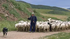 Alertă pentru crescătorii de animale din România. Variola pune în pericol fermele de ovine și caprine. Comisia Europeană ia noi măsuri