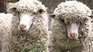 Focar de variolă ovină confirmat în Peceneaga. Zeci de animale sunt afectate