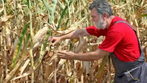 Porumbul „moare” pe câmp, iar fermierii se pregătesc pentru ce este mai rău: Nu se va recolta nimic