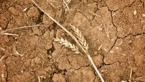 FAO: Peste jumătate din solurile lumii sunt degradate. Eroziunea și agricultura pun în pericol producția de alimente