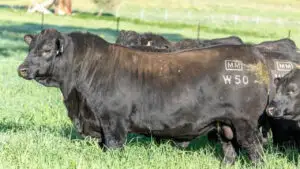 Record în lumea crescătorilor de bovine. De ce s-a plătit o avere pentru acest taur Angus