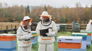 Ajutor de 15 euro pentru fiecare familie de albine. Noua schemă schimbă regulile pentru apicultori