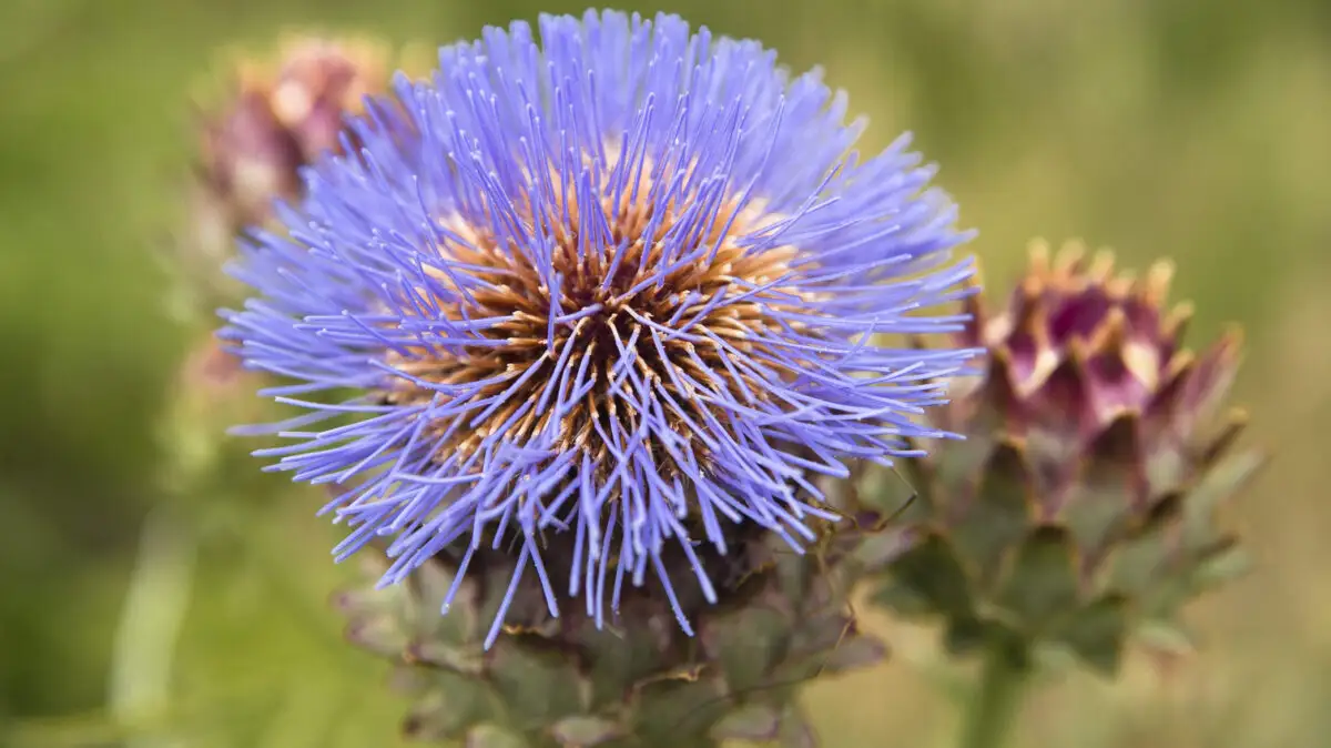 floare de anghinare, anghinare