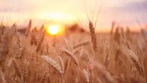 Prețul grâului european scade la minimul ultimei luni. Ce se întâmplă pe piața cerealelor