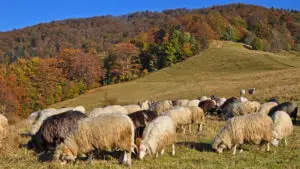 Exporturile de ovine ale României ar putea fi reluate până la sfârșitul anului. Când începe vaccinarea