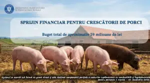 Comisia Europeană aprobă 11 milioane de euro pentru crescătorii de porci din România. Cine poate primi banii?