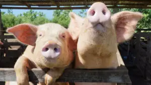 Bani pentru crescătorii de porci! Cât se acordă pentru fiecare animal? Cererea se depune în 15 zile