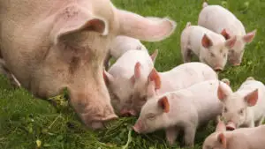 INS: Efectivele de porcine din România au crescut cu peste 11% în 2026. Câți porci erau înregistrați la 1 mai