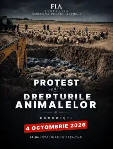 Protest în Capitală de Ziua Mondială a Animalelor. Marșul are loc pe 4 octombrie. Ce vor să schimbe organizatorii