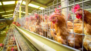 Producția de carne din România, august 2026: Sacrificările de porci și păsări au scăzut față de iulie