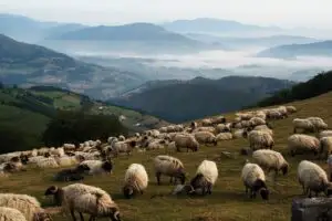 348,6 milioane de lei pentru crescătorii de oi şi capre