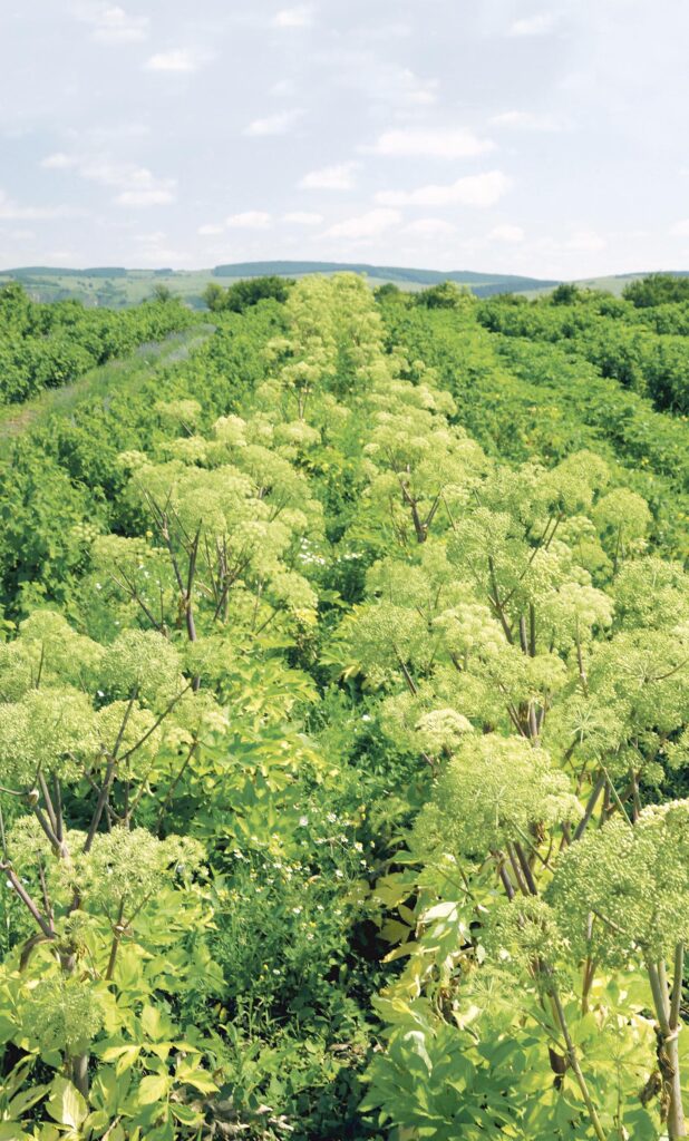 Românii care fac bani din plante