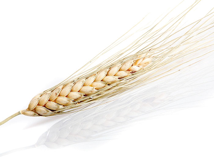MADR: Recoltă de grâu mai bogată cu un milion de tone decât în 2010