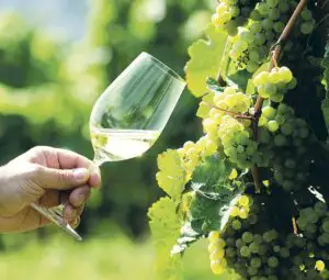 An bun pentru vinuri. Viticultorii români se aşteaptă la producţii record