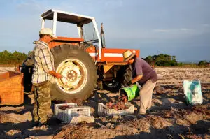 Ministerul Agriculturii vrea să preia modelul portughez pentru sistemul de irigaţii
