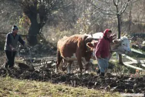 Ai pământ puţin, primeşti subvenţii mai mici