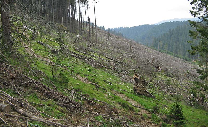 Încasările României din exploatarea lemnului se ridică la aproape 1,4 miliarde de lei, în 2012