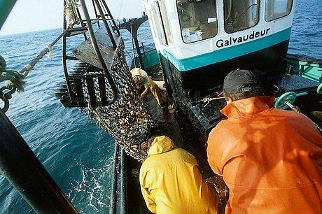 Comisia anunță că este posibil să ia măsuri împotriva Insulelor Feroe cu privire la pescuitul de hering