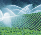 Agricultorii vor preţ de producător la energia electrică folosită la irigaţii