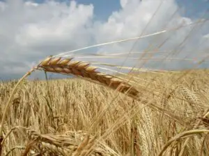Piaţa economică şi financiară din domeniul agricol dejoacă de multe ori strategiile