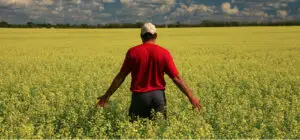 Subvenţii de 2,12 miliarde de lei pentru producătorii agricoli în 2014