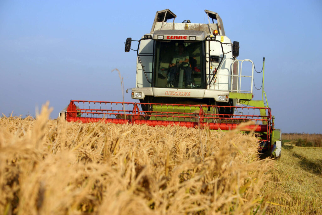 Producţia de grâu şi secară a depăşit 7,12 milioane de tone, cu 6% peste estimări
