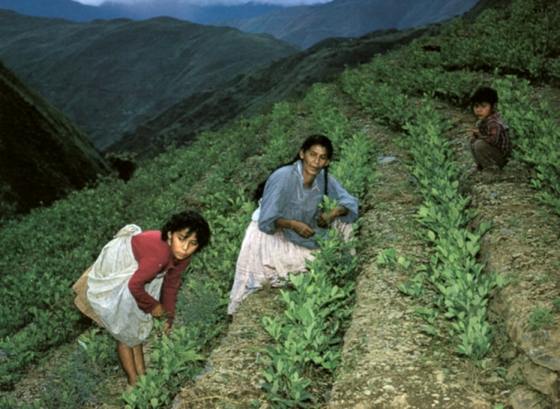 Ţara care a depăşit Bolivia, devenind al doilea producător mondial de frunze de coca