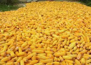 SUA se pregătesc pentru o recoltă record de porumb în 2013